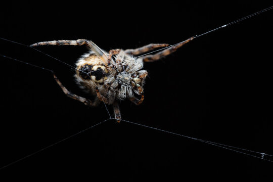 Small spider Agalenatea redii overnight on black background