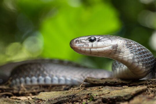 Portrait Aesculapian snake Zamenis longissimus with parcial melanism in nature