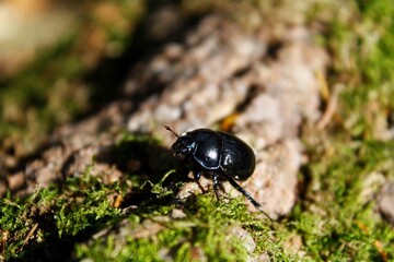 black beetle on a wood trunk with moss 