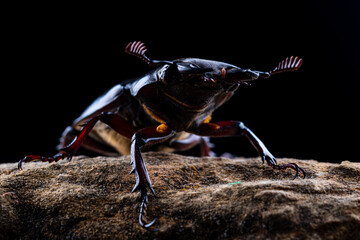 Pseudolucanus barbarossa Lucanus barbarossa portrait on black background