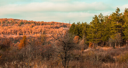 Fototapeta premium autumn in the forest