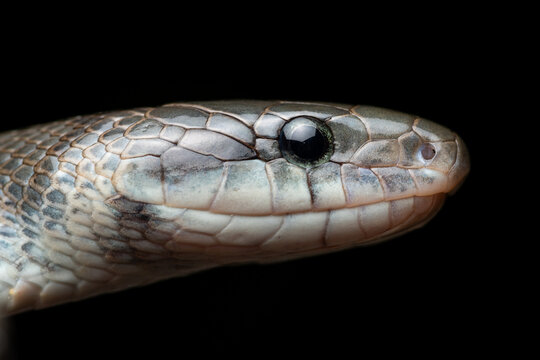 Portrait Aesculapian snake Zamenis longissimus with parcial melanism in nature