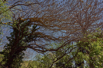 tree branches in ivy on a background of blue sky