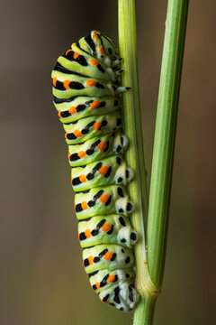 Close up of Caterpillar swallowtail butterfly Papilio machaon climbing up a branch