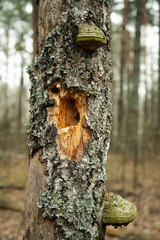 A hollow in a rotten old tree. Part of an old rotten tree trunk with a hollow old tree trunk decorated with woodpecker holes