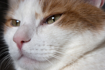 portrait of a red and white cat close up.
