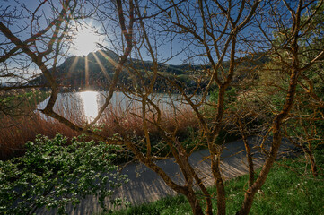 view of the lake and the sun from the terrace through the tree branches