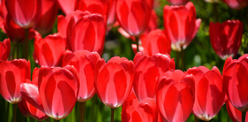 Tulips is a perennial, bulbous plant with showy flowers in the genus Tulipa, of which up to 109 species © Daniel Meunier