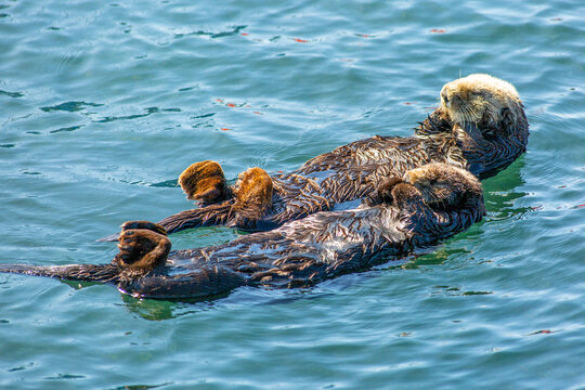 California sea otters resting, Enhydra Lutris Nerei , Morro Bay, California