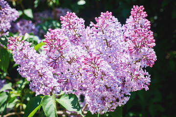 A blooming branch of lilac. Spring flowering. Spring flowering.