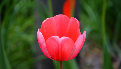 Tulips is a perennial, bulbous plant with showy flowers in the genus Tulipa, of which up to 109 species © Daniel Meunier