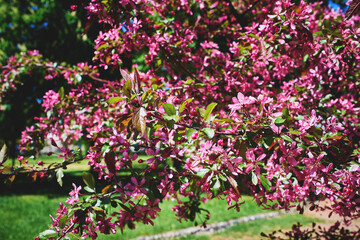 Obraz premium A flowering branch of a decorative apple tree of the Malus Royalty variety. Beautiful dark pink flowers. A sunny spring day.