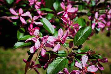 A flowering branch of a decorative apple tree of the Malus Royalty variety. Beautiful dark pink flowers. A sunny spring day.