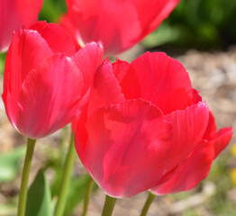 Tulips is a perennial, bulbous plant with showy flowers in the genus Tulipa, of which up to 109 species © Daniel Meunier