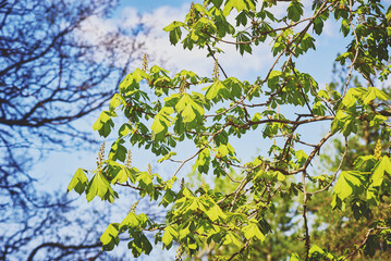 A blooming chestnut tree against a blue sky. A sunny spring day.