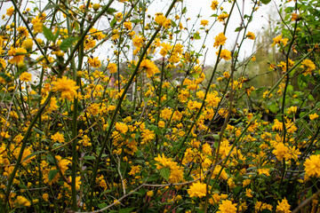 Yellow flowers on the bushes
