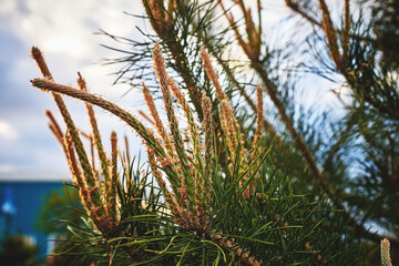 Flowering pine branches. Spring nature.