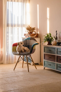 Adorable purebred dog lying in armchair with ornament while looking away against commode in light flat