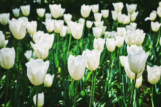 Beautiful purple tulip flowers. Spring blooming on a sunny day