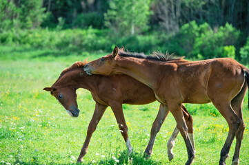 freely playing foals    at the pasture.  summer