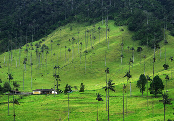 Rainy alpine landscape of Cocora valley, Salento, Colombia, South America