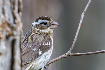 Close up of a female Rose-breasted Grosbeak (Pheucticus ludovicianus) also known as a Cut-throat, perched on a tree during spring. Selective focus, background blur and foreground blur.
