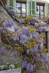 Blossoming wistaria branch in spring on a house in old city of Nyon, canton of Vaud in Switzerland