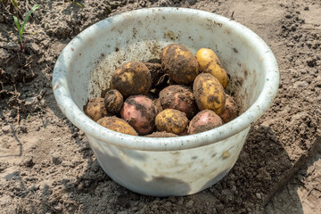 Freshly dug young potatoes in a plastic white bowl on the ground. Harvesting potatoes, growing food