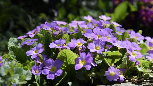 Spring flowers, primrose or primula in a garden
