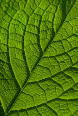 Green leaves background. Leaf texture
