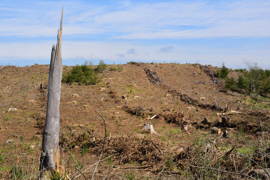 A broken tree stump stands on the edge of a deforested area against a blue sky in nature