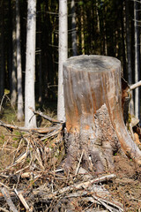 A tree stump, the crown of which has been felled, stands in front of a forest in portrait format