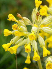vibrant yellow spring cowslips growing wild in open meadows on Salisbury Plain military training area