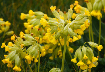 vibrant yellow spring cowslips growing wild in open meadows on Salisbury Plain military training area