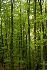 Fototapeta premium Beautiful day in the green forest 