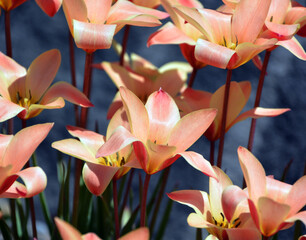 Tulips is a perennial, bulbous plant with showy flowers in the genus Tulipa, of which up to 109...