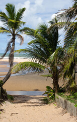 Fototapeta na wymiar beautiful landscape with a coconut trees, a river and sea at the background