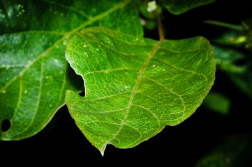 Una linda hoja en el jardín.