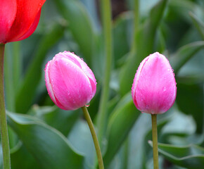 Tulips is a perennial, bulbous plant with showy flowers in the genus Tulipa, of which up to 109 species © Daniel Meunier