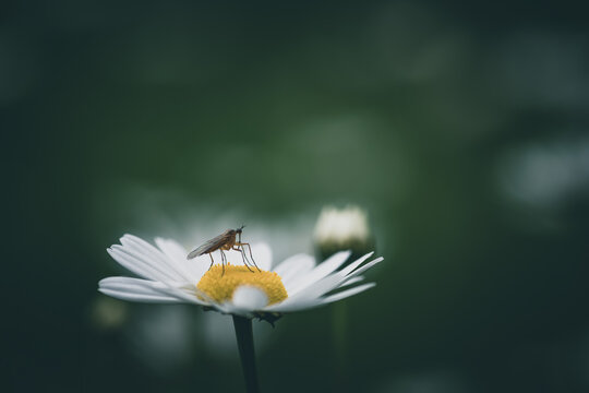 daisy flower with empis on it