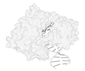 3D rendering as a line drawing of a molecule. Kinetic and Structural Mechanisms of (5'S)-8,5'-Cyclo-2'-deoxyguanosine-Induced DNA Replication Stalling.