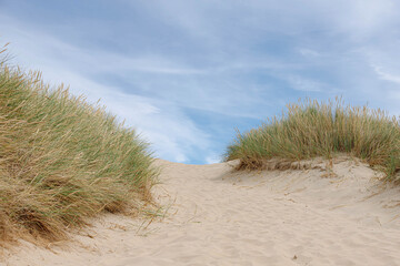 Les dunes de sable ou la digue sur la côte néerlandaise de la mer du Nord avec de l& 39 herbe de marram européenne (herbe de plage) sous un ciel bleu et des nuages blancs moelleux, paysage printanier à la Hollande du Nord, aux Pays-Bas.