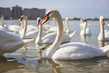 Beautiful white swan flock floating in the lake.