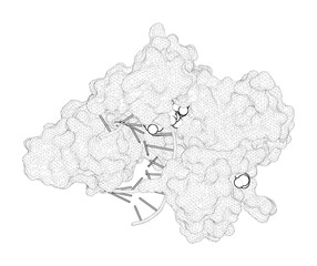 3D rendering as a line drawing of a molecule. Mechanism of Ribonucleotide Incorporation by Human DNA Polymerase eta.