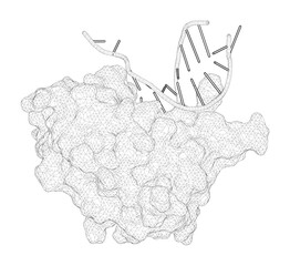 3D rendering as a line drawing of a molecule. Structural insights into the duplex DNA processing of TREX2