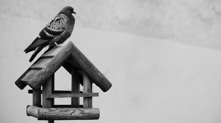 A pigeon on a bird feeder
