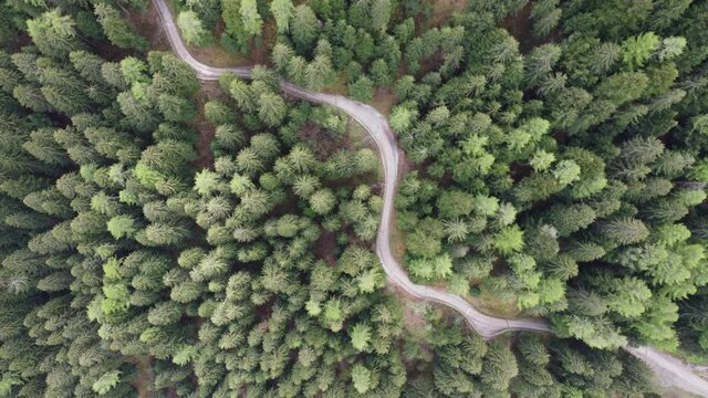 strada montagna bosco alberi foresta alpino bosco 
