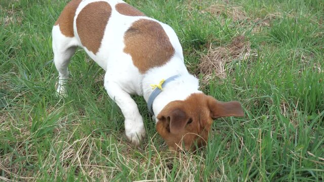 The Jack Russell Terrier is sniffing quickly in the grass and looking for a mouse hidden in its burrow in the soil.