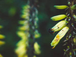 fern leaf in the garden