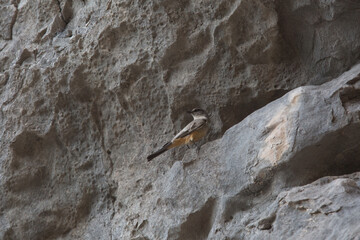 Pajaro